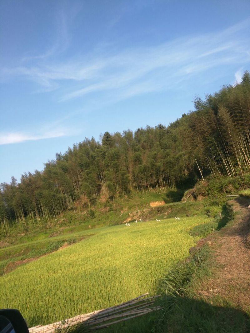 供应各种规则毛竹