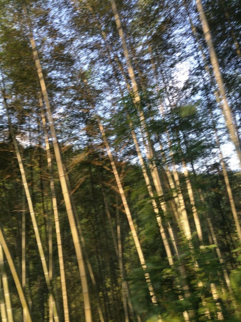 供应各种规则毛竹