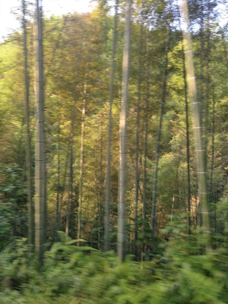供应各种规则毛竹