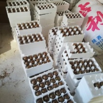 徐香猕猴桃大量上市中，口感香甜果子漂亮，优质货