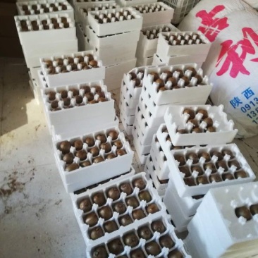 徐香猕猴桃大量上市中，口感香甜果子漂亮，优质货
