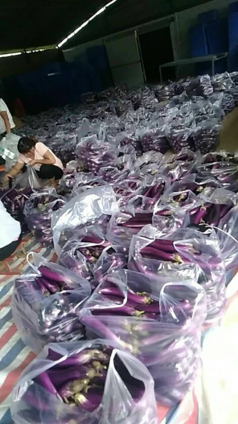 紫长茄，棒茄，质量好价格低，，，，，，，。