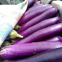 紫长茄，棒茄，质量好价格低，，，，，，，。