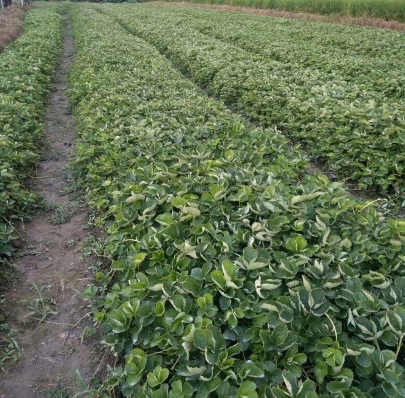 美十三草莓苗20到30公分提供种植技术