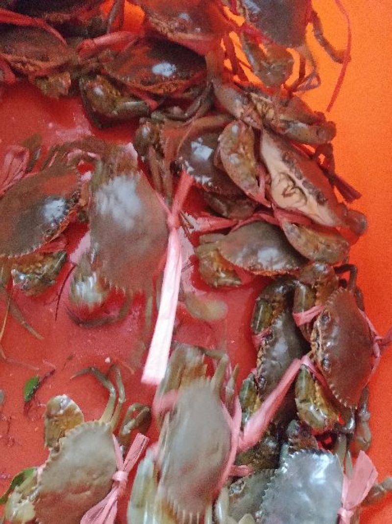 天然海蟹