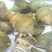 田螺食用鲜活