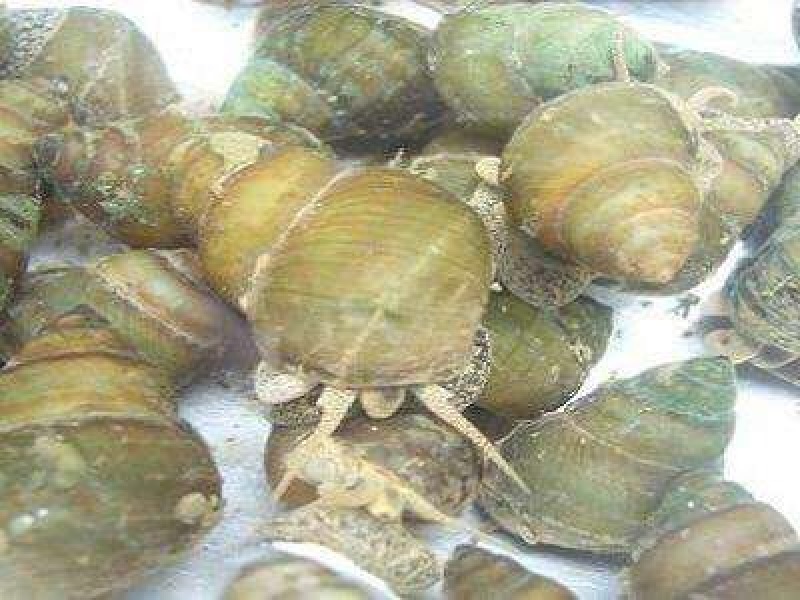 田螺食用鲜活