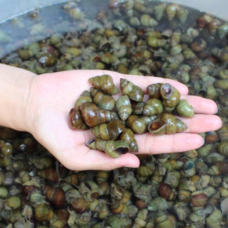 田螺食用鲜活