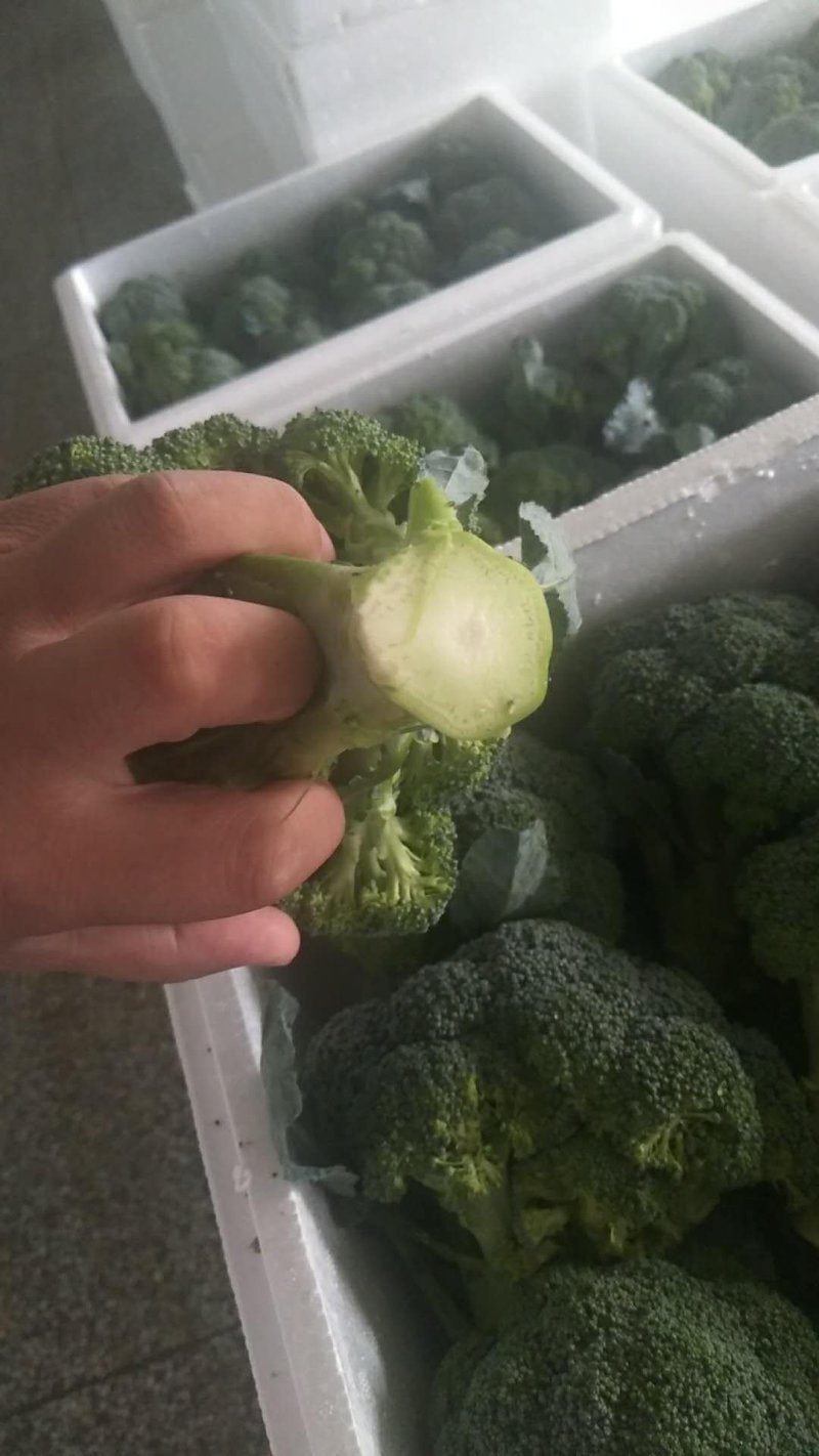 西兰花，出口内销都可以接单了