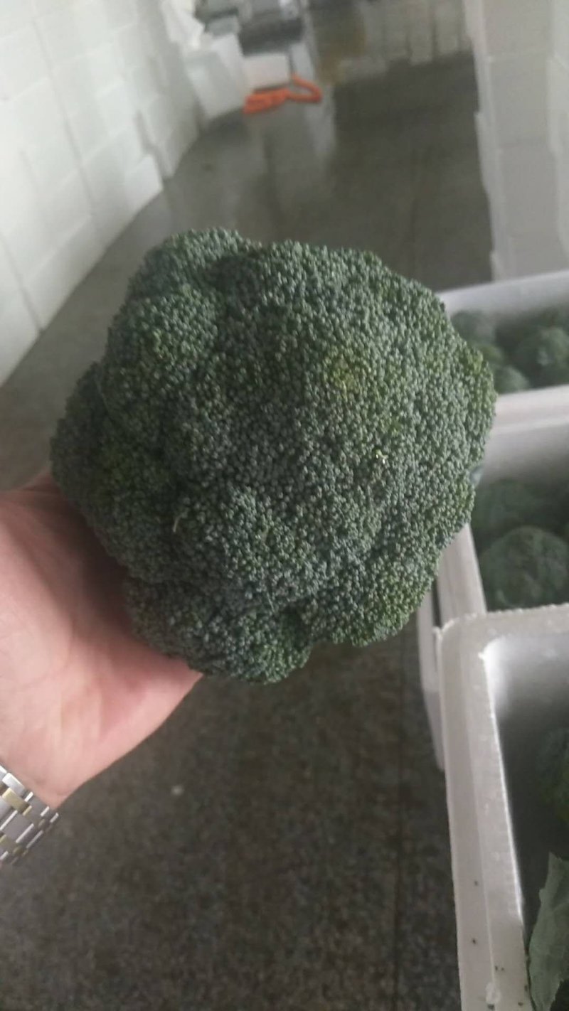 西兰花，出口内销都可以接单了
