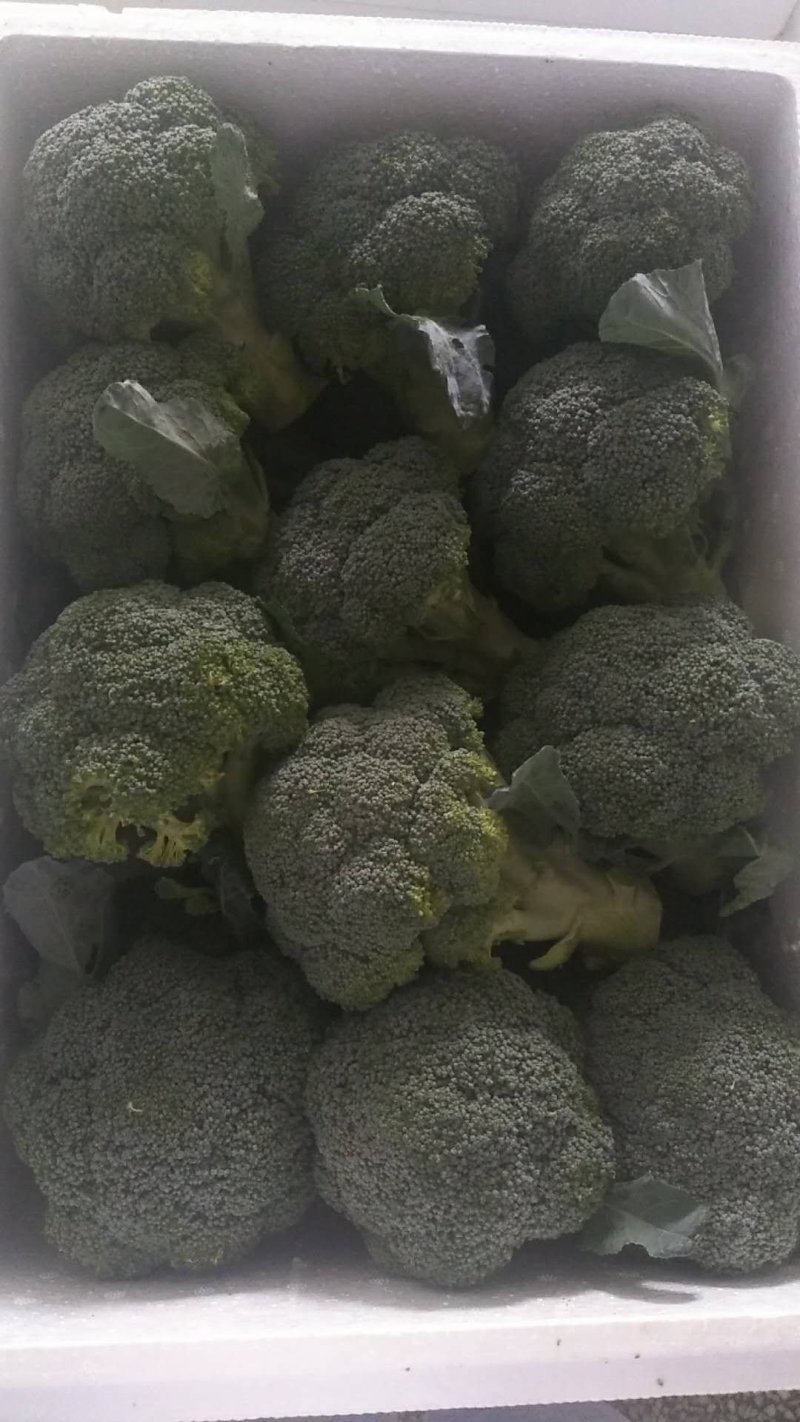 西兰花，出口内销都可以接单了
