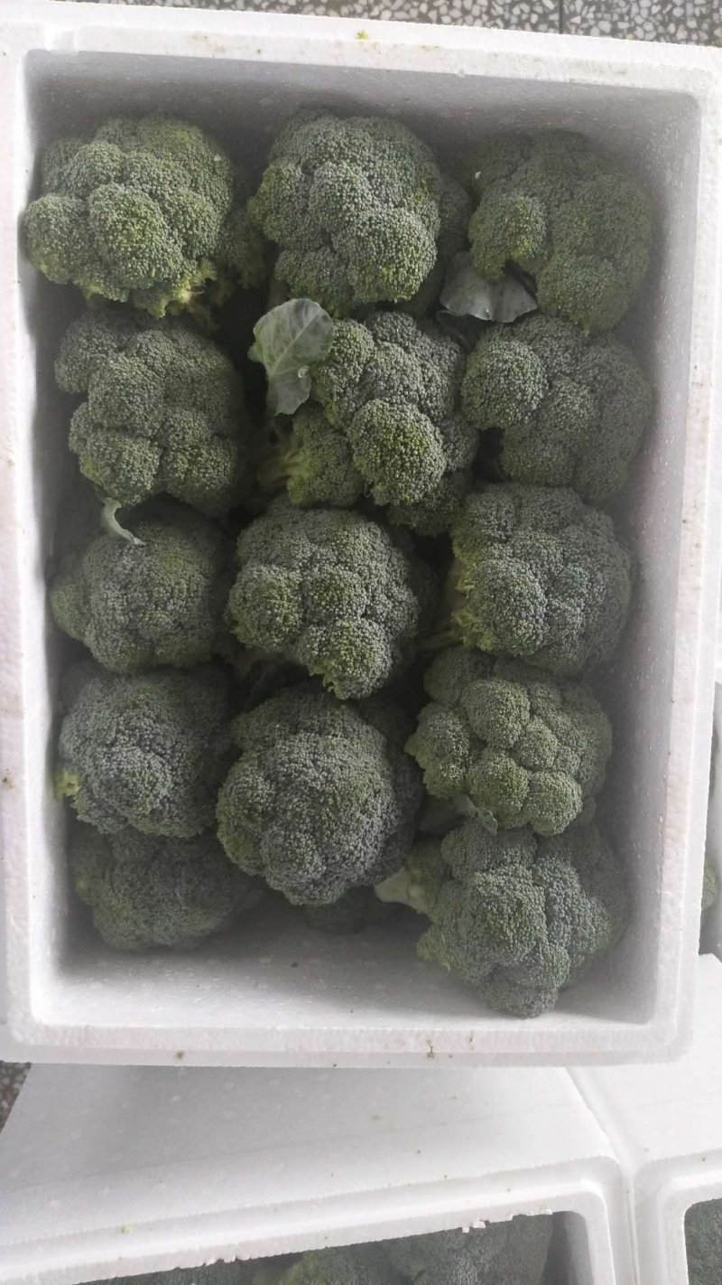 西兰花，出口内销都可以接单了