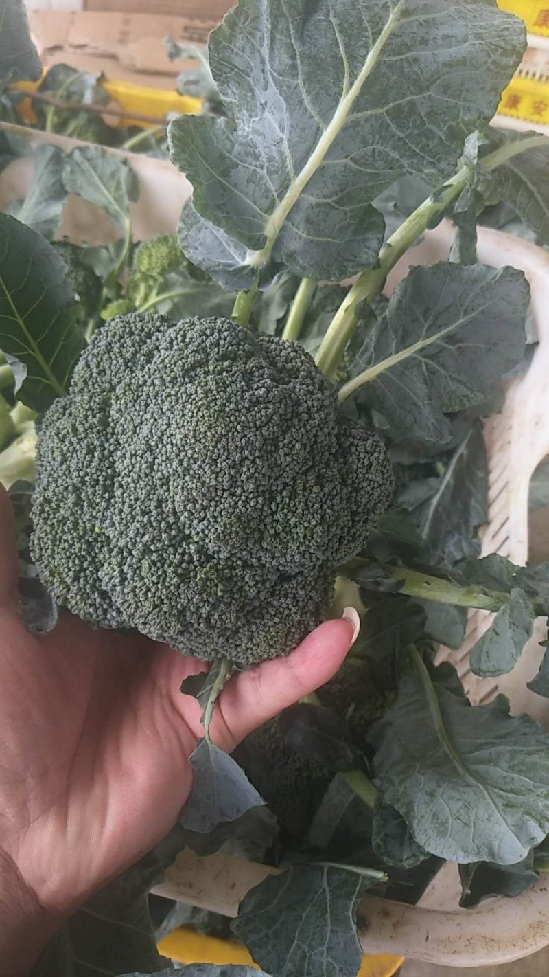 西兰花，出口内销都可以接单了