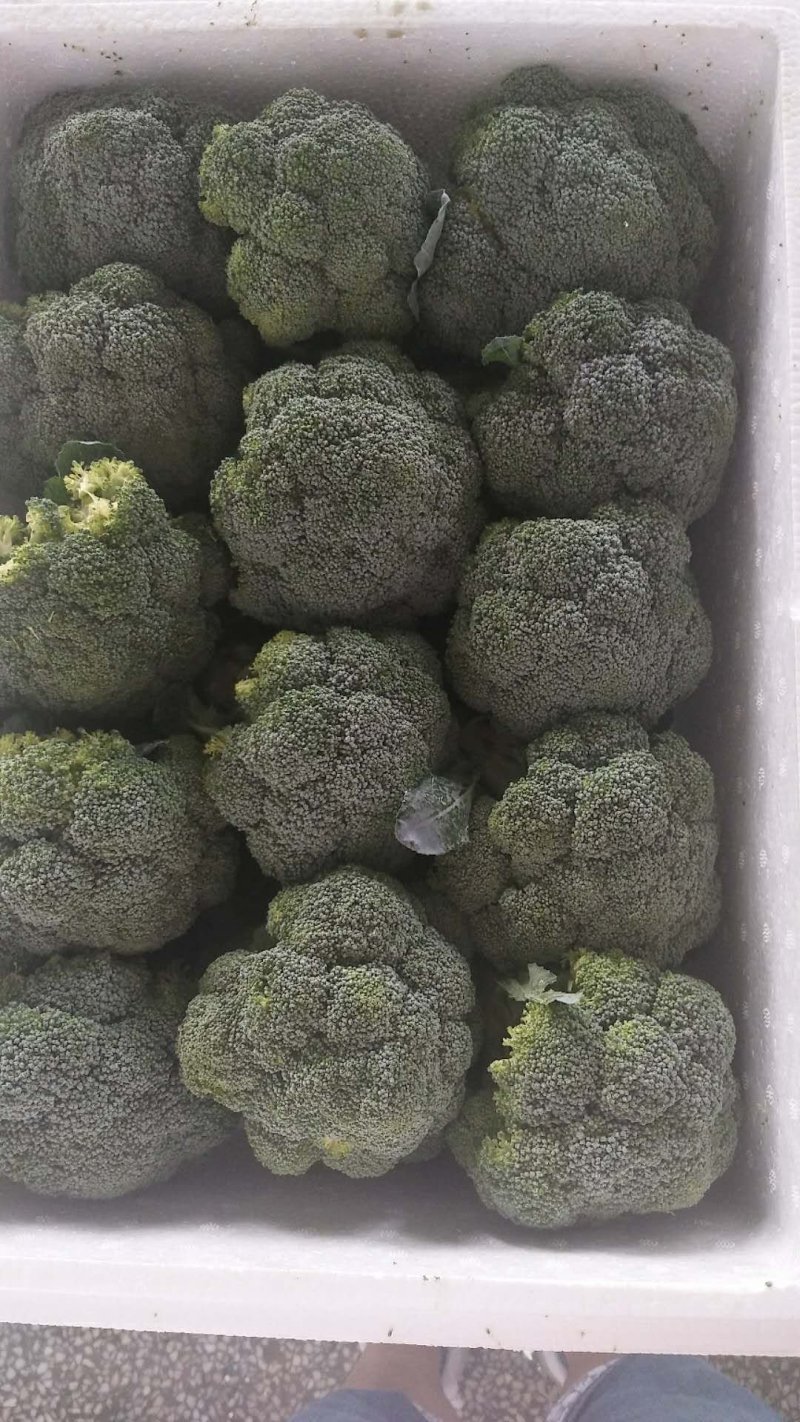西兰花，出口内销都可以接单了