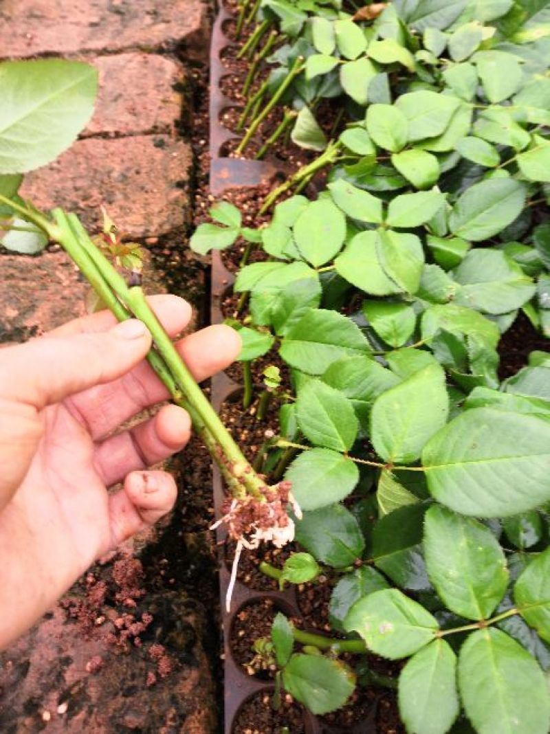 红、白玫瑰种苗销售/批发10cm～15cm