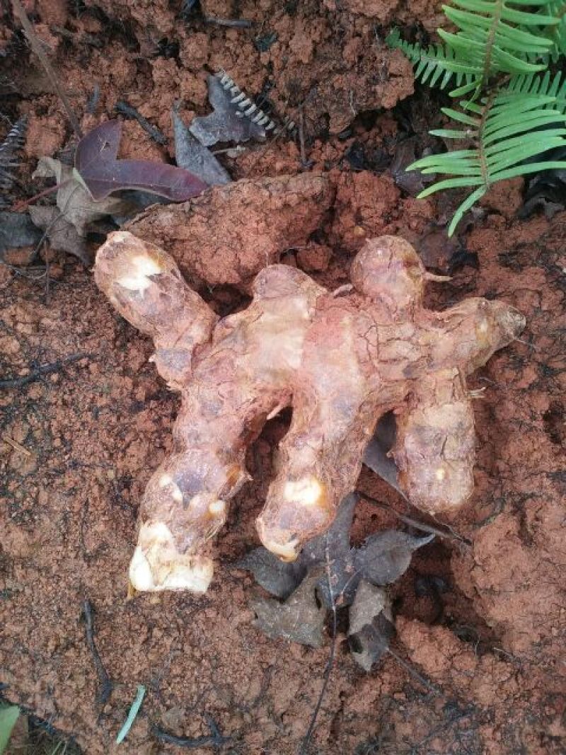 精品野生土茯苓