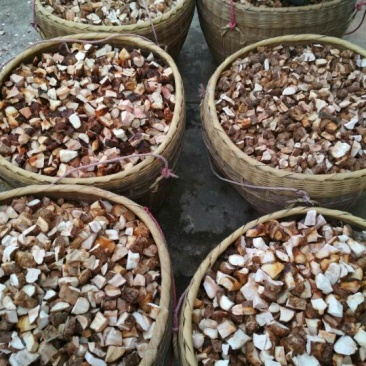 精品野生土茯苓