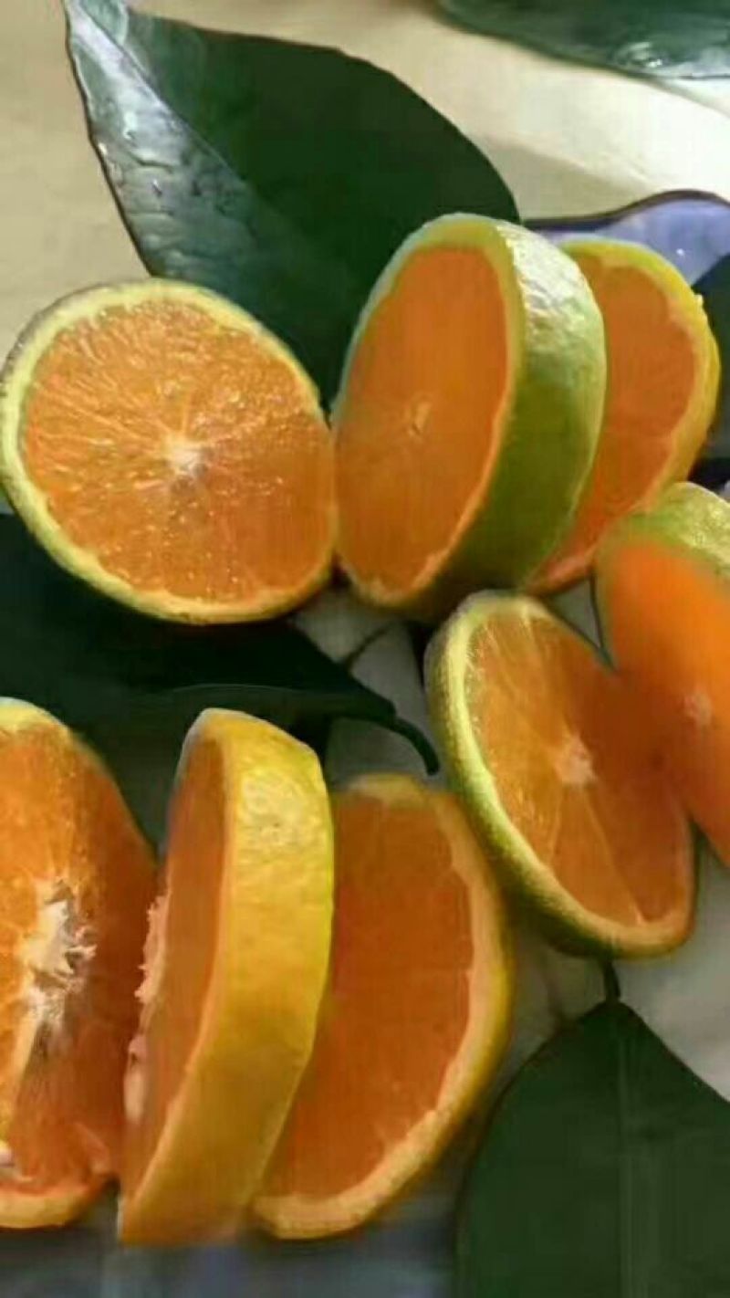 国庆蜜桔，果形扁平，无籽无渣，肉嫩汁足，果面干净