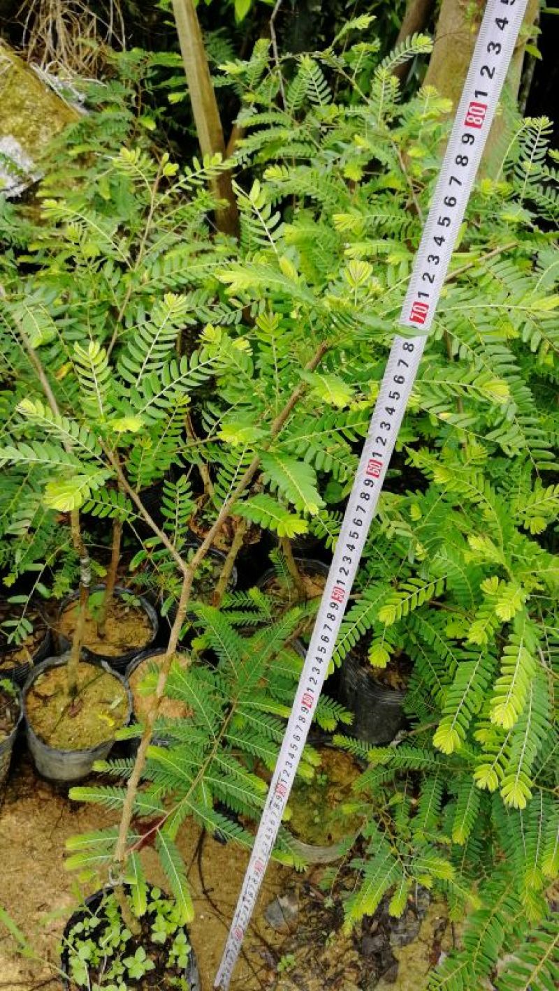 余甘果苗甜余甘余甘子橄榄苗大玉余甘果苗嫁接苗果大