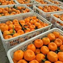 柑橘柑桔椪柑口感脆甜果面干净货量充足欢迎采购