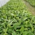 香蕉苗红香蕉宝岛苗威廉斯粉蕉金粉1号桂蕉1号中蕉九南天王