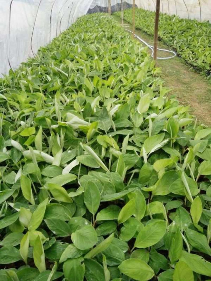 香蕉苗红香蕉宝岛苗威廉斯粉蕉金粉1号桂蕉1号中蕉九南天王