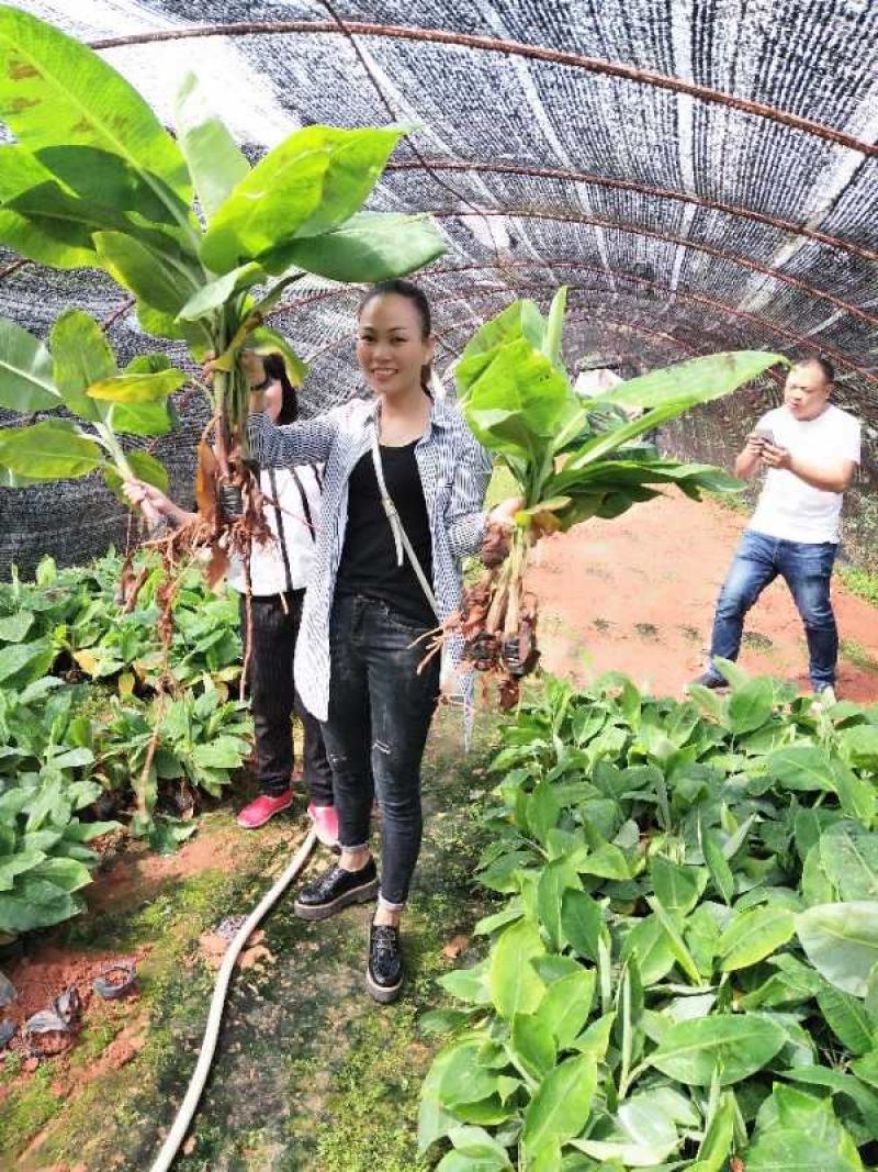 香蕉苗红香蕉宝岛苗威廉斯粉蕉金粉1号桂蕉1号中蕉九南天王