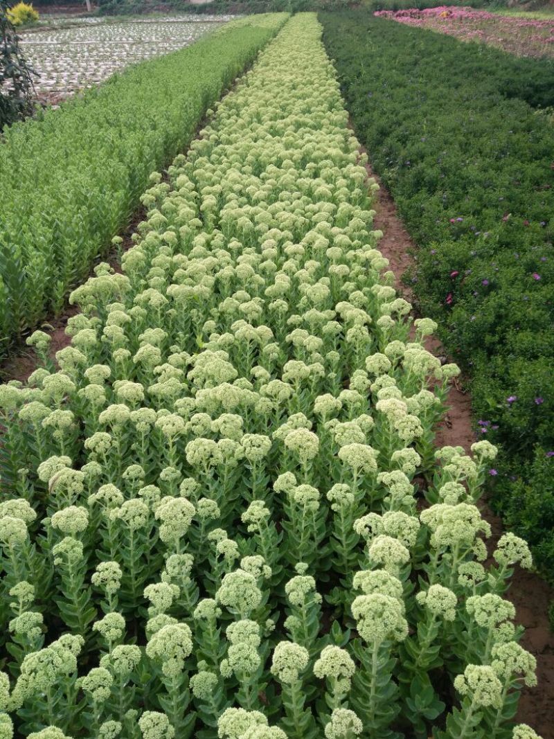 八宝景天盆花含盆裸跟