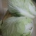 白菜