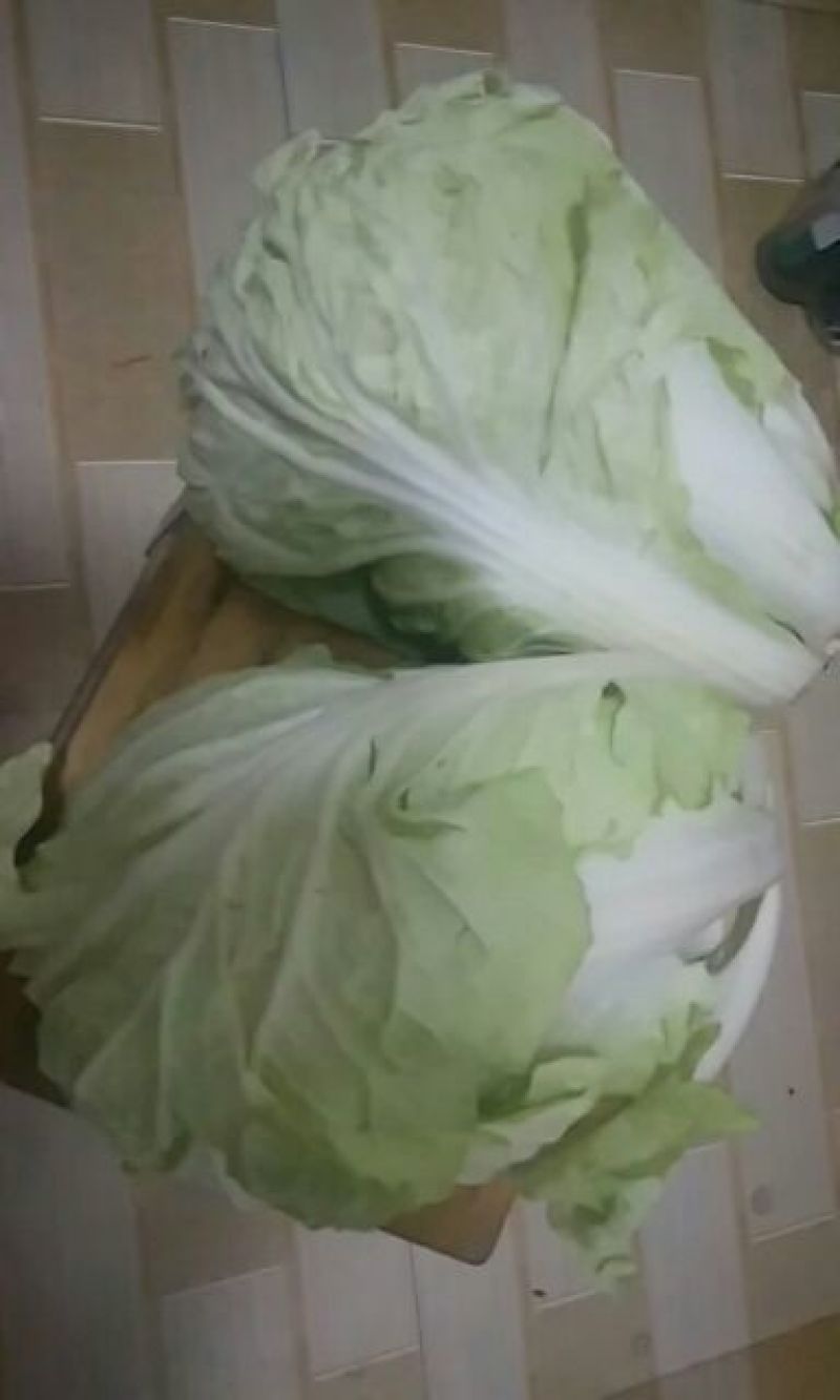 白菜