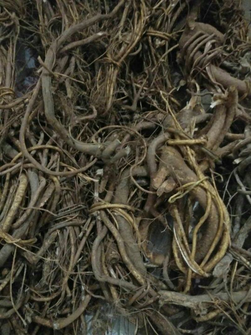 五指毛桃