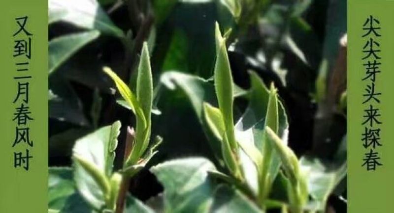 福鼎白茶米针2020年白毫银针500克，125克一铁盒