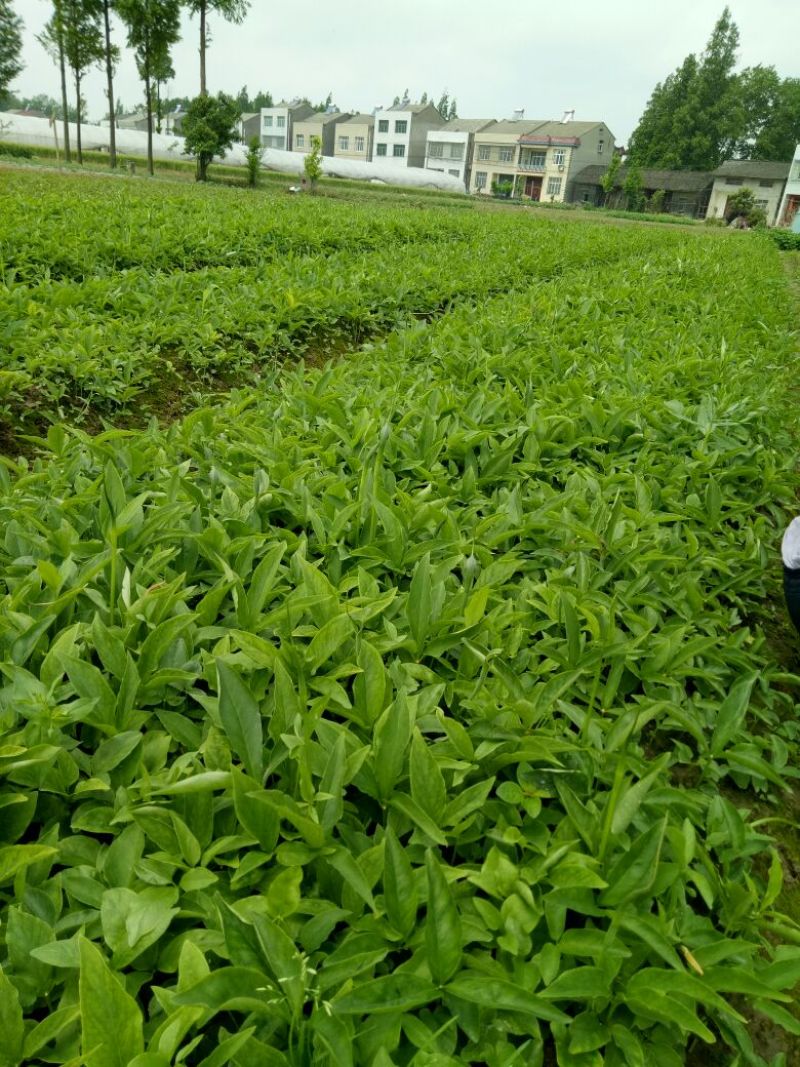 湖北潜江原产地野生家种旱半夏种子种球，高产抗病耐旱包技术