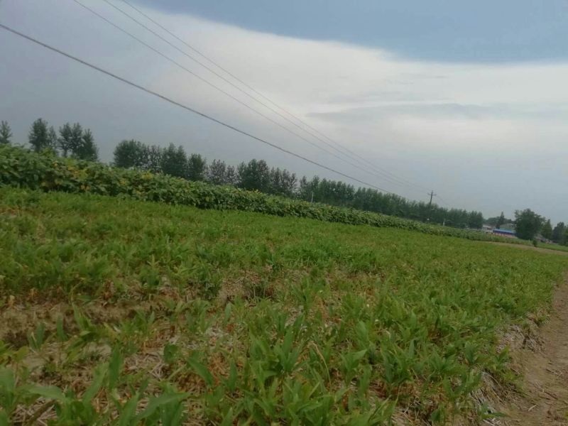 湖北潜江原产地野生家种旱半夏种子种球，高产抗病耐旱包技术