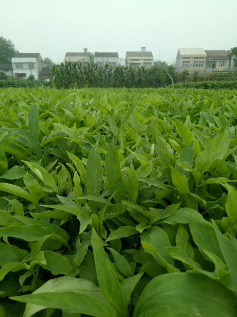 湖北潜江原产地野生家种旱半夏种子种球，高产抗病耐旱包技术