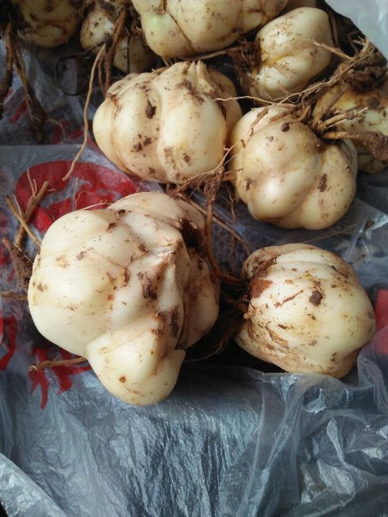 鲜百合独头药食两用