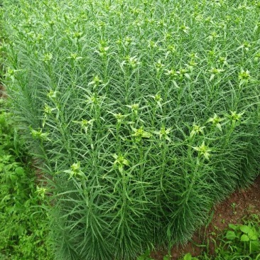 鲜百合独头药食两用