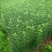 鲜百合独头药食两用