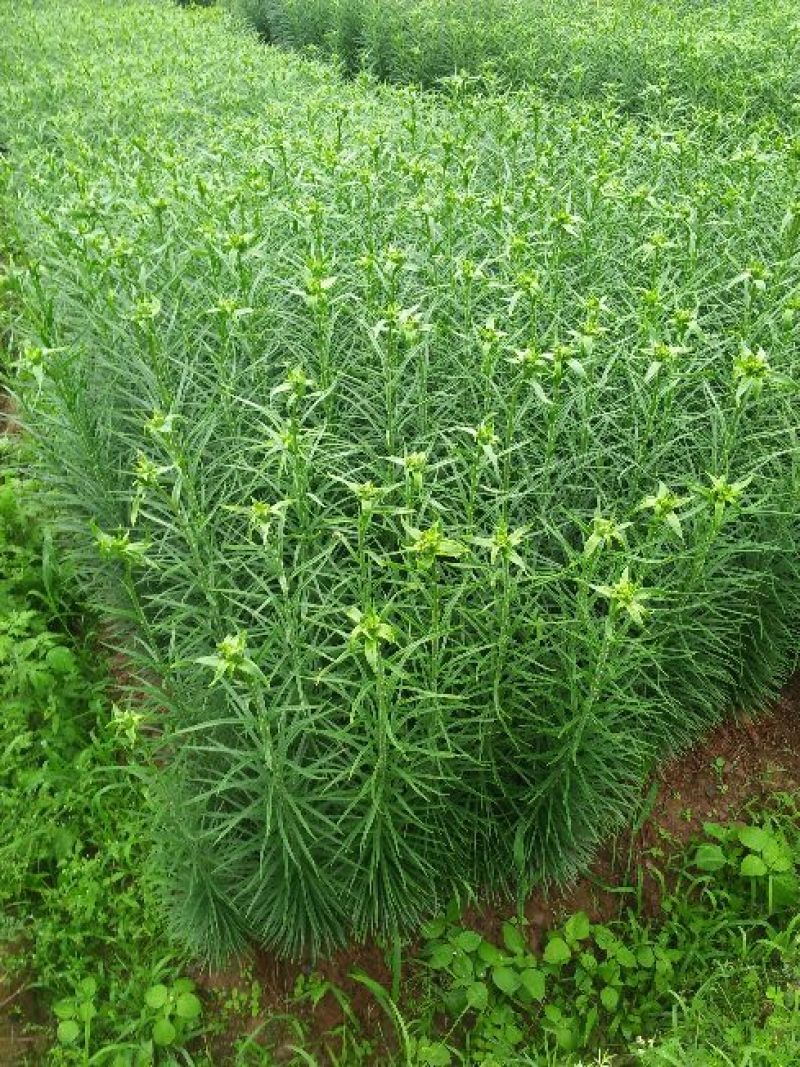 鲜百合独头药食两用