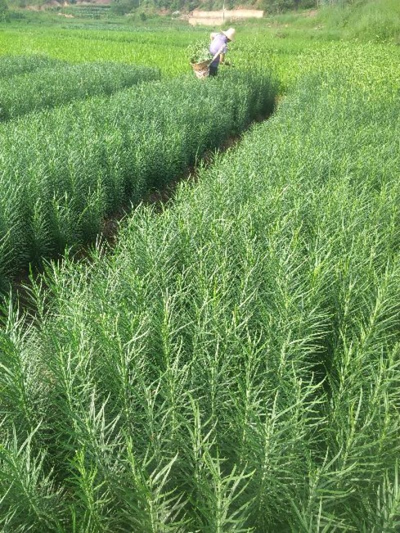 鲜百合独头药食两用