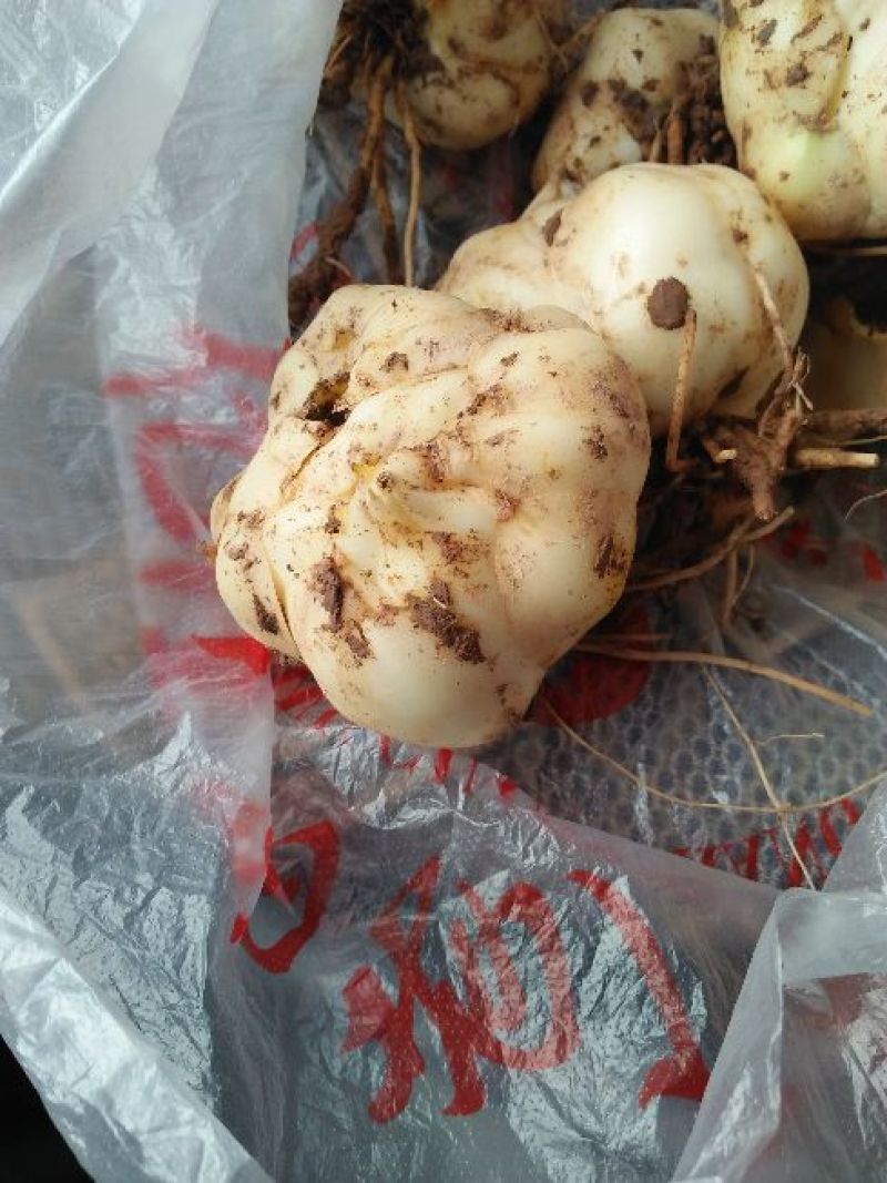 鲜百合独头药食两用