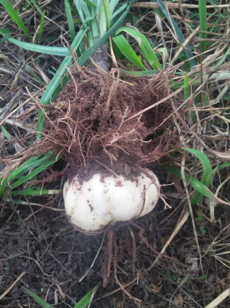 鲜百合独头药食两用