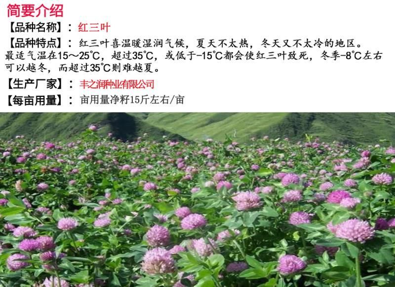 红三叶种子净籽春秋播种发芽快包发芽