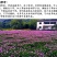 红三叶种子净籽春秋播种发芽快包发芽
