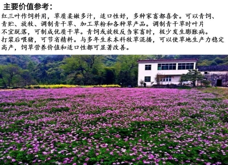 红三叶种子净籽春秋播种发芽快包发芽
