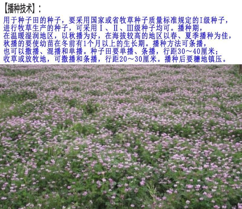 红三叶种子净籽春秋播种发芽快包发芽