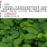 含羞草种子包发芽质量好花卉种子