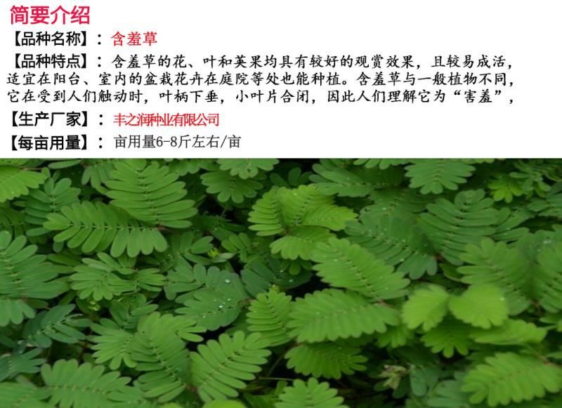 含羞草种子包发芽质量好花卉种子