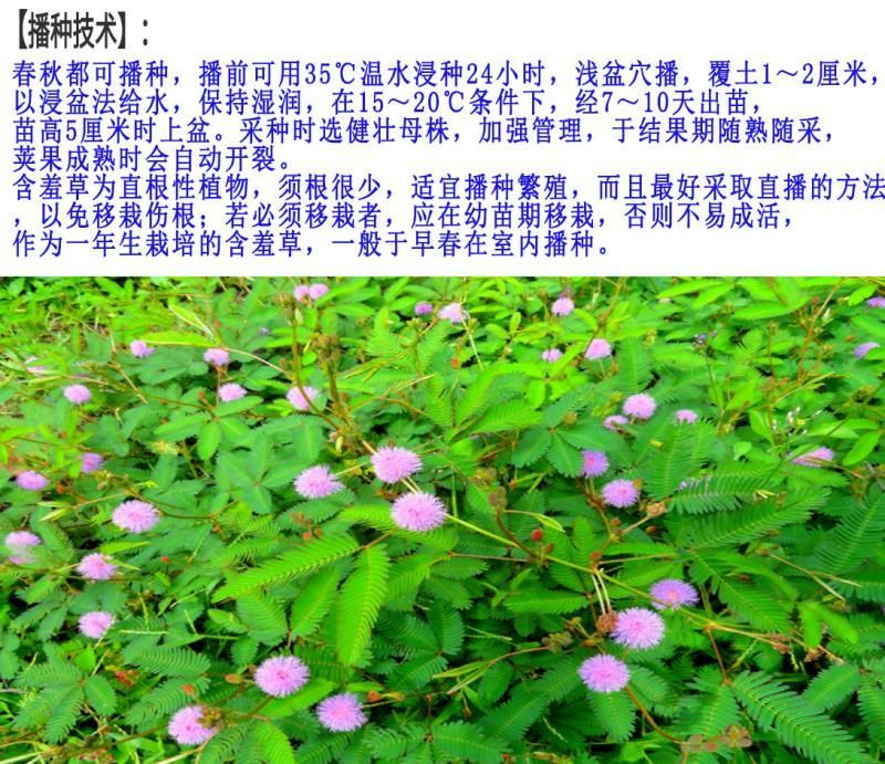 含羞草种子包发芽质量好花卉种子