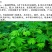 含羞草种子包发芽质量好花卉种子